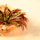 Fast-Growing, New Strange Health Vegetable Toona sinensis Potted - 5 Seeds