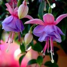 Loss Promotion!Purple Double Petals Fuchsia Flores Bonsai Potted Flowern - 100 S