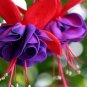 Loss Promotion!Purple Double Petals Fuchsia Flores Bonsai Potted Flowern - 100 S