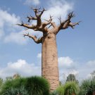 Grandidier's Baobab Adansonia - 2 Seeds