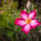 'Harry Potter' Adenium Obesum Heirloom Desert Rose - 2 Seeds