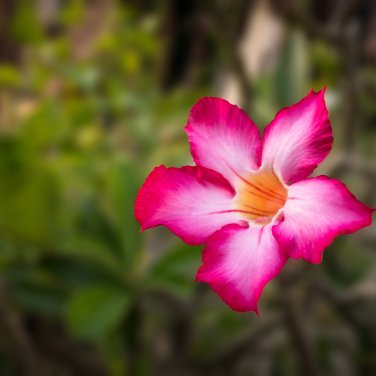 'Harry Potter' Adenium Obesum Heirloom Desert Rose - 2 Seeds