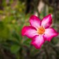 'Harry Potter' Adenium Obesum Heirloom Desert Rose - 2 Seeds