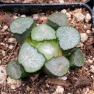 Haworthia maughanii Seed interesting lovely succulent plant - 1 Seeds
