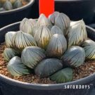 Haworthia Obtusa Black Succulent Plants - 5 Seeds