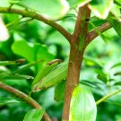 Green Tree cinnamon  - 6 Seeds