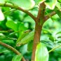 Green Tree cinnamon  - 6 Seeds