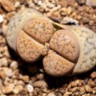 Germany KK's Mixed Lithops Indoor Bonsai - 10 Seeds