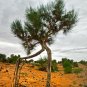Haloxylon Ammodendron Tree Semente Plant Desert Tree Haloxylon - 100 Seeds