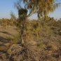 Haloxylon Ammodendron Tree Semente Plant Desertb - 50 Seeds