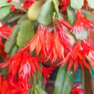 Hanging Schlumbergera Zygocactus Flores Bonsai Christmas Cactus Plantas - 100 Se