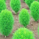 Green Kochia Scoparia Molly Scoparia Grass Gorgeous Plants - 120 Seeds