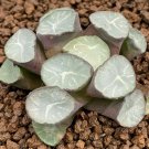 Haworthia Hybrid pink black lovely bonsai home garden succulent - 5 Seeds