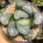 Haworthia Hybrid pink black lovely bonsai home garden succulent - 5 Seeds