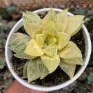 Haworthia lockwoodii Yellow Wide-leaf Bonsai Succulent - 5 Seeds