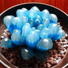 Haworthia obtusa 'Crystal' Light Blue Transparent Succulent Bonsai Plants - 5 Se