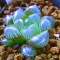 Haworthia obtusa 'Crystal' Light Blue Transparent Succulent Bonsai Plants - 5 Se