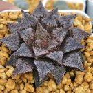 Haworthia truncata Rainbow 20 Seedsss