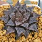Haworthia truncata Rainbow 20 Seedsss