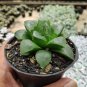 Haworthia var. pilifera Hybrid - 5 Seeds