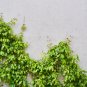 Hanging Green Creeping Dichondra Ornamental Leaves Plant - 1000 Seeds