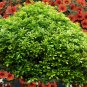 Hanging Green Creeping Dichondra Ornamental Leaves Plant - 1000 Seeds