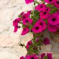 Hanging Petunia Plantas Melissa Original Flower Flores - 100 Seeds