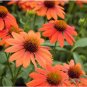 'Green Jewel' Echinacea Lovely Pale Yellow Coneflowers - 100 Seeds