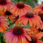 'Green Jewel' Echinacea Lovely Pale Yellow Coneflowers - 100 Seeds
