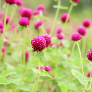 Gomphrenae Globosa Bonsai, Purple Flower Globe Amaranth - 100 Seeds