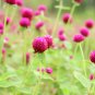 Gomphrenae Globosa Bonsai, Purple Flower Globe Amaranth - 100 Seeds