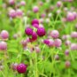 Gomphrenae Globosa Bonsai, Purple Flower Globe Amaranth - 100 Seeds