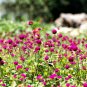 Gomphrenae Globosa Bonsai, Purple Flower Globe Amaranth - 100 Seeds