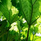 Gunnera Manicata Bonsai Also Called Giant Rhubarb Bonsa - 50 Seeds