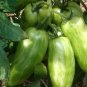 Green 'Banana' Tomato - 30 Seeds