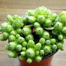 Green Rose Garden Greenovia Flower Plant - 100 Seeds