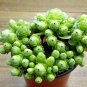 Green Rose Garden Greenovia Flower Plant - 100 Seeds