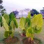 Green Giant Taro Indoor - 20 Seeds