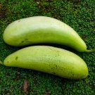 Green Long Bottle Gourd - 10 Seeds