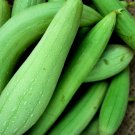 Green Long Club Bottle Gourd Fruit  - 10 Seeds
