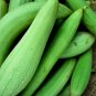 Green Long Club Bottle Gourd Fruit  - 10 Seeds