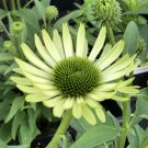 'Green Jewel' Echinacea Coneflower - 100 Seeds