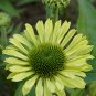 'Green Jewel' Echinacea Coneflower - 100 Seeds