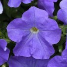 Hanging Petunia Flower Seeds Dark Blue Color - 200 Seeds