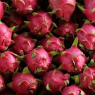 Hai'nan Pink Pitaya Dragon Fruit Cactus Plant - 100 Seeds
