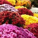 Ground-cover Chrysanthemum (Yellow Pink Red Mixed Different Colors) Hardy - 500