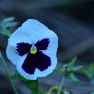 Hanging Purple White Pansy - 20 Seeds
