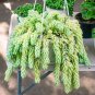 Hanging Sedum - 100 Seeds