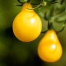 Harbin Yellow Pear Cherry Tomato - 300 Seeds