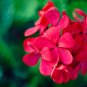 Hanging Geranium Purely Deep Red Perennial Bonsai Flowers  - 10 Seeds